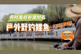 户外野钓鲤鱼，何时是补窝打食好时机？窝料老玉米、饵料嫩玉米