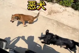 每次路过这个地方都被追着咬，看小哥如何整治恶犬？