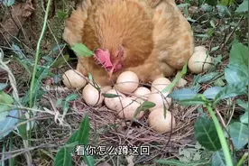 母鸡离家出走跑野外孵小鸡，一孵就是近20颗蛋，赶都赶不走视频封面