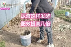 这样发酵尿液，比单独使用肥效提高好几倍，知道的都这么做