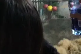 南京红山动物园黑猩猩真的生气了吗