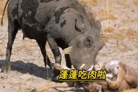 疣猪蓬蓬竟然也吃肉，好残暴啊