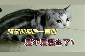 猫咪生产前的这些征兆，你知道吗？