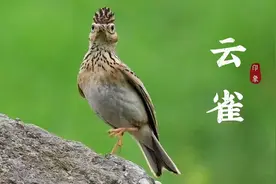 快口云雀连口鸣唱，叫声清脆叫口流畅，宛如行云流水就是美