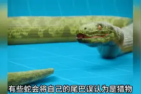 有些蛇会吃掉自己的尾巴