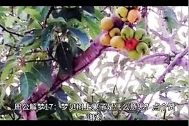 周公解梦 梦见树上果子视频封面