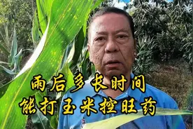 雨后多长时间能打玉米控旺药
