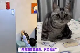 全网最体贴又通人性的猫，会开门，会帮小主拿高处零食还帮开盖子