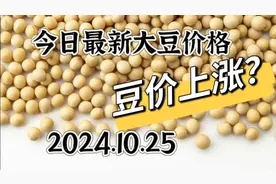 2024.10.25全国各地最新大豆价格，今日最新大豆价格，豆价上涨？视频封面