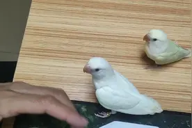 手养牡丹鹦鹉，还是小白比较亲人听话，小苹果也开始慢慢上手