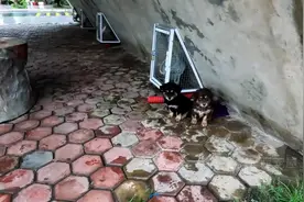 被主人抛弃后，两只流浪狗在天桥下躲雨，女子出现让它们惊喜不已视频封面