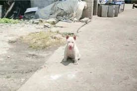 贵州名犬   短毛下司  天生只为狩猎而生的。