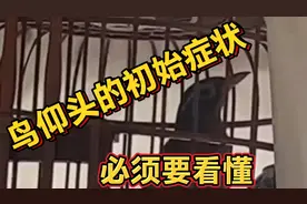 注意了，鸟开始有这种症状百分百要仰头了，特别是新手选鸟要注意