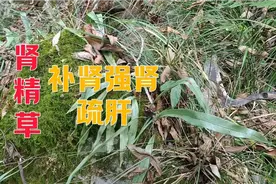 肾精草补肾强肾壮腰，疏肝解毒益脾背面的两排包子囊