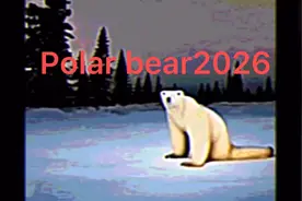 Polar bear2026原视频