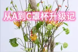 从A到C的罩杯升级记