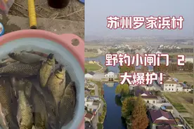 苏州罗家浜村！野钓草洞天花板！小闸门2！鲫鱼大爆护！钓点分享视频封面