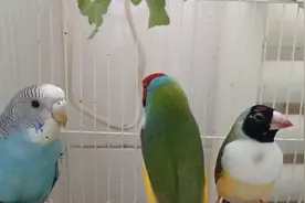 七彩文鸟和虎皮鹦鹉