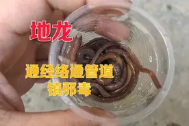 挖蚯蚓地龙通经络用处很多