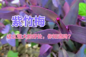 紫竹梅好多人用来当盆栽，却不知道它的好处这么大，认识就赚了