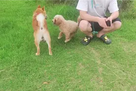 泰迪和比熊的杂交品种