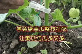 黄瓜怎么整枝打叉？学会给黄瓜整枝打叉，让黄瓜结瓜多又多