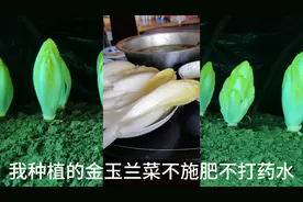 金玉兰菜清肝利胆开胃健脾种植不施肥不打药水还不能见阳光妈妈吃
