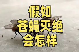 苍蝇在地球上到底有什么用？假如被人为灭绝，会有什么后果？视频封面