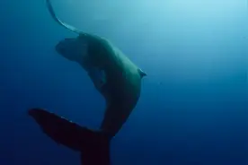 几分钟后,一个两千多斤的鲸鱼小宝宝就会出生了,神奇的生命延续!视频封面