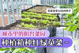 苋菜播种发芽全过程，苋菜是耐高温蔬菜，适宜现在种植，营养丰富