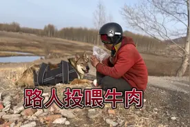 流浪内蒙古，9000买的捷克狼犬人见人爱，今天又投喂了一斤多牛肉