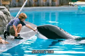 #爱了爱了男孩不小心落水，虎鲸救了他#保护动物