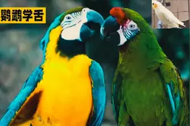 鹦鹉真会说人话吗？揭秘鹦鹉说话的原因
