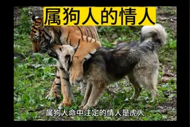 属狗人的情人是谁视频封面