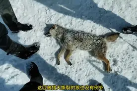 哈萨克斯坦牧民用泰干猎犬抓狼，一个狗群一起行动视频封面