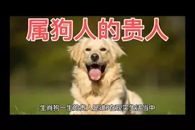 属狗人的贵人是谁视频封面