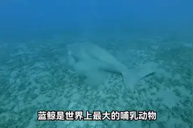 你知道蓝鲸是如何哺乳的吗？视频封面