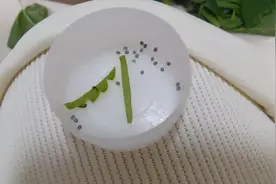 养蚕第一天，蚕宝宝破壳日！视频封面