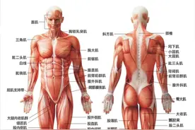 大腿肌肉相关知识，