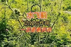 野生水飞蓟功效与作用