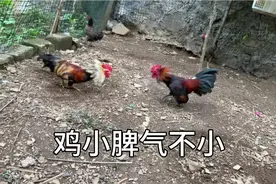 小小微型鸡，鸡小脾气不小见到就是干视频封面
