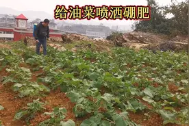 油菜田里喷洒硼肥，丰收在望！现在正是生长的最佳时期，及时施肥视频封面