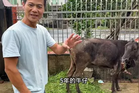 四千三百六买的一头五年土母牛，竟然还是断尾巴的。视频封面
