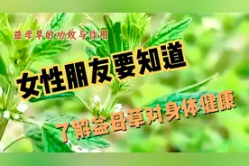 益母草的作用与功效