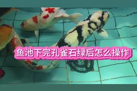 锦鲤鱼池下完孔雀石绿怎么操作视频封面