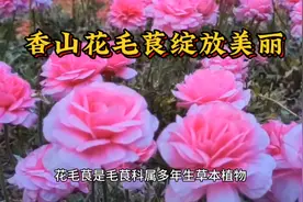 北京香山公园：6000余株花毛茛绽放美丽！5月2日实况。视频封面