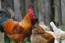 公鸡明明没有生殖器官-到底是怎么完成交配的？原理竟如此简单视频封面