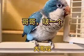 萌宠日常：小鹦鹉每天都喜欢喊哥哥，夹子音那叫一个甜！🐦💕