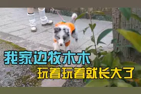 我家陨石边牧木木，拆着家玩着玩着就长大了，不接受拆家慎养边牧视频封面