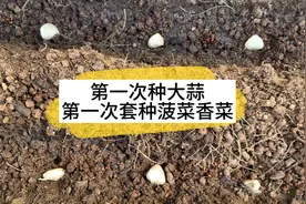 新手小白在网上学的经验 种大蒜 套种菠菜香菜#记录我的种植生活